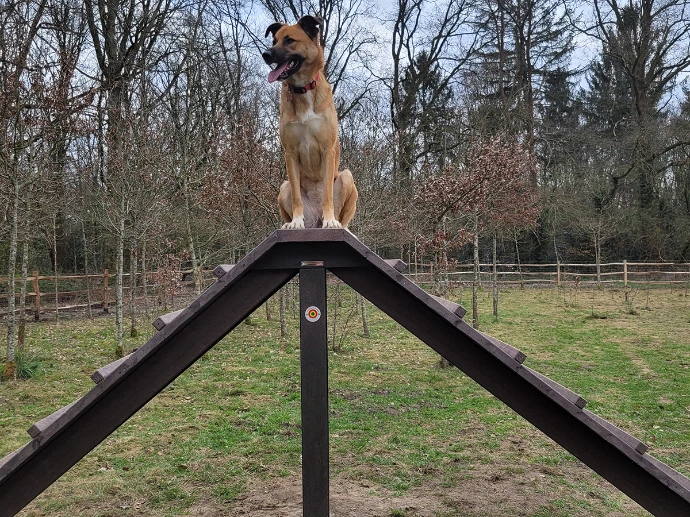 Hondeparcours_hindernis