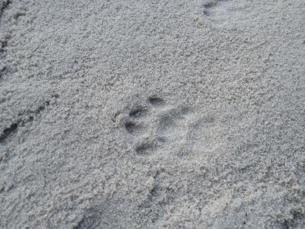 poezenpoot in zandbak.webp