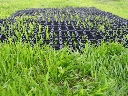 Grass protection mats (per mat = 1.5 m²)