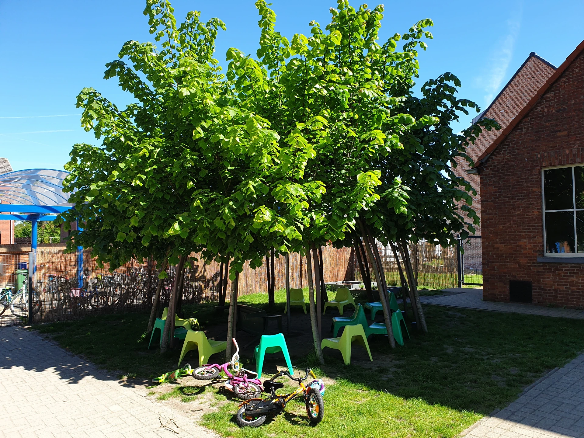 [ID800-000000-QB] Shade dome for pleached linden trees